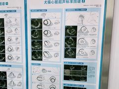 -顺强宠物诊所·狂犬免疫·夜诊·骨科(嘉定店)