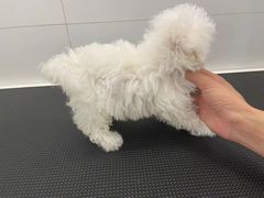 -comecome来吧宠物(奥克斯中心店)