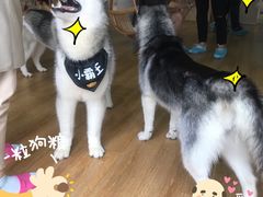 -Husky Go! 哈士奇体验馆·宠物咖啡厅狗咖