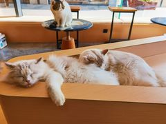 -瞄一喵猫咖(格力海岸店)