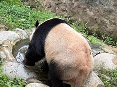 -都江堰中华大熊猫苑
