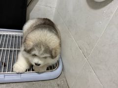-谐和益家动物医院·免疫绝育·血液透析·宠保定点医院(高新伊藤分院)
