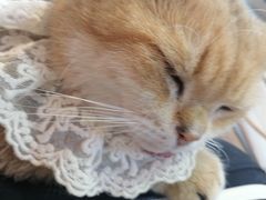 -Heymao猫咖.咖啡厅(东门店)