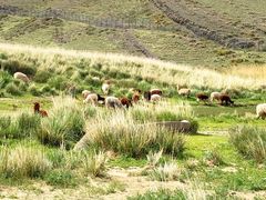 -新疆天山野生动物园