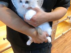 -猫十亿·布偶金渐层·曼基康矮脚猫舍(青年路店)