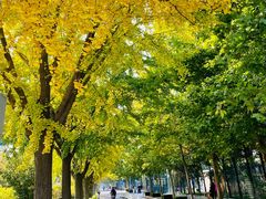 -三里屯东五街银杏大道