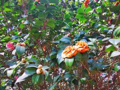 -华南国家植物园-售票处