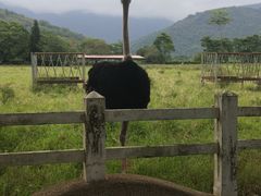 -瑞穗牧场
