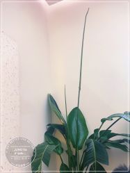 点击看大图 -JUNO hair salon