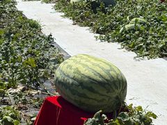-长春农业博览园