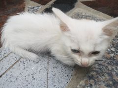 -喵屿·大理花园猫咖