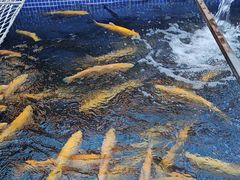 -北京龙庆四季香农家饭庄·灶台鱼·碳烤虹鳟鱼(龙庆峡店)