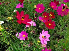 -塞罕坝国家级自然保护区