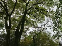 -西湖风景区十里琅珰-五云山