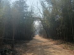 -日照海滨国家森林公园