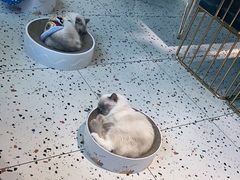 -喵喵咪呀布偶猫咖(春熙路店)