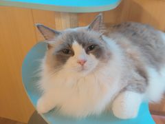 -MOCHA明星猫咖(田子坊店)