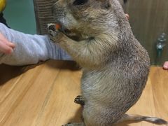 -藦茜花园宠物主题亲子互动体验馆(国顺东路店)