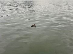 -西湖游船