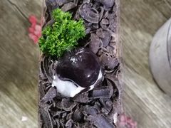 -妙思西饼(新华新玛特店)