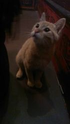 android_upload_pic-汉刺青TATTOO STUDIO