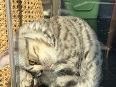 -府学·秋果S酒店(北京南锣鼓巷四合院店)