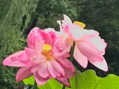 -陈家山荷花公园