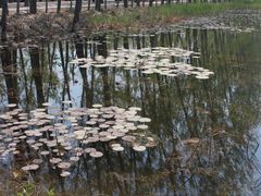 -微山湖红荷湿地景区