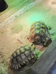 -Zoolung Zoolung动物主题公园(海信广场店)