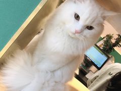 -飞行喵MR PILOT|猫舍·猫咖(静安大融城店)