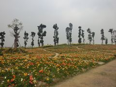 -秀丽东方