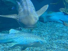 -泉城欧乐堡海洋极地世界