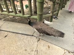 -栾川竹海野生动物园