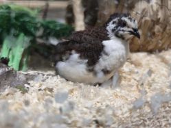 -Zoolung Zoolung动物主题公园(海信广场店)