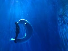 -多彩贵州城极地海洋世界