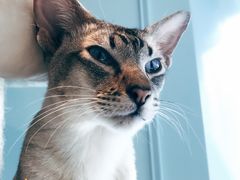 -遇见羊驼·奶狗咖·布偶猫咖·法斗柯基柴犬阿拉斯加(春熙路太古里IFS店)
