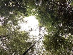 -泰山风景名胜区-普照寺