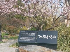 -红梅公园