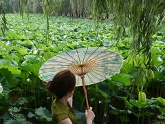 -洋湖国家湿地公园