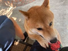 -柴犬高等学院·狗咖·柴犬售卖·宠物训练