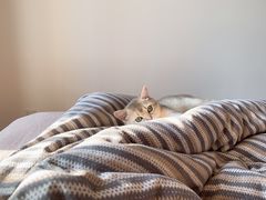 -东方名猫馆·英短金渐层布偶猫舍(环线广场1号楼店)