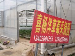 -喜杨洋草莓采摘园