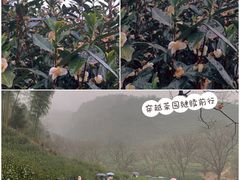 -午潮山国家森林公园