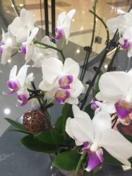 -和良形象