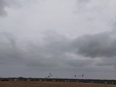 -盐城丹顶鹤湿地生态旅游区