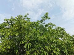 -火炉山森林公园