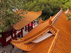 -深圳仙湖植物园