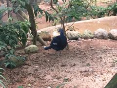 -新加坡飞禽公园
