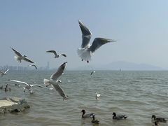-深圳湾公园(南山区)