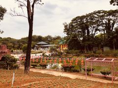 -松山湖梦幻百花洲